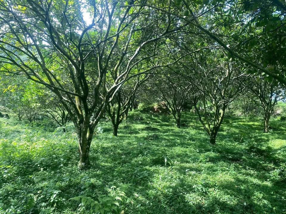 Đất nền Hợp Kim Kim Bôi 3210m² giá 1 tỷ - Đầu tư sinh lời từ vườn bưởi!