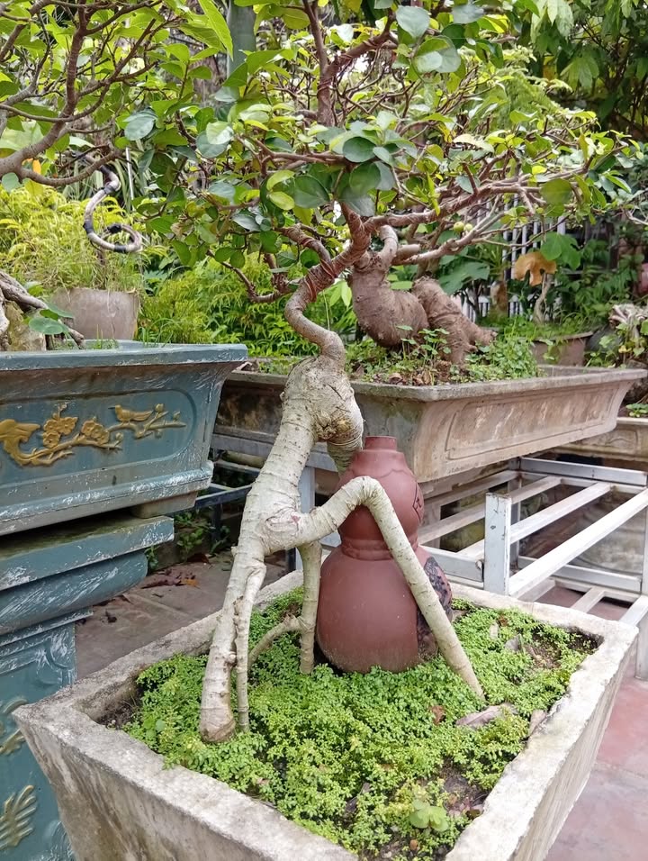 Đất thổ cư Bãi Bông Phổ Yên 186m² giá 800 triệu - Cơ hội đầu tư tuyệt vời!