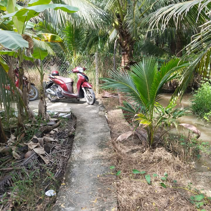 Đất vườn dừa Lương Hoà, Giồng Trôm, Bến Tre 3267m² - Đầu tư sinh lời không thể bỏ qua!