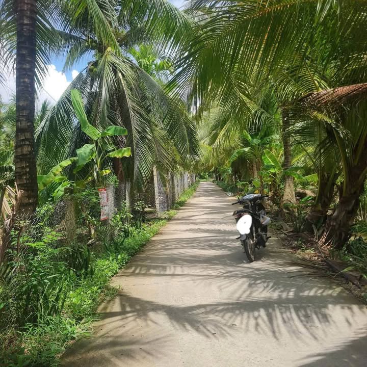 Đất nền Sơn Phú Giồng Trôm 1000m² giá 1.2 tỷ - Cơ hội đầu tư hấp dẫn!