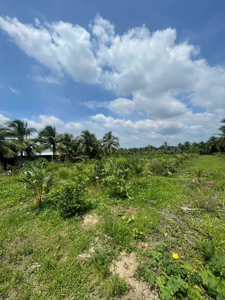 Đất vườn Long Hòa, Bình Đại 1100m² giá chỉ 520 triệu - Sổ đỏ chính chủ