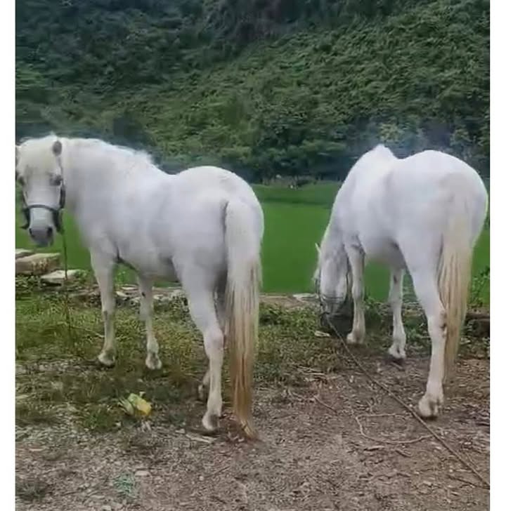 Đất thổ cư tại Hưng Đạo, Quốc Oai - Diện tích 101m² và 130m², giá 3 tỷ/lô - Đầu tư sinh lời ngay!