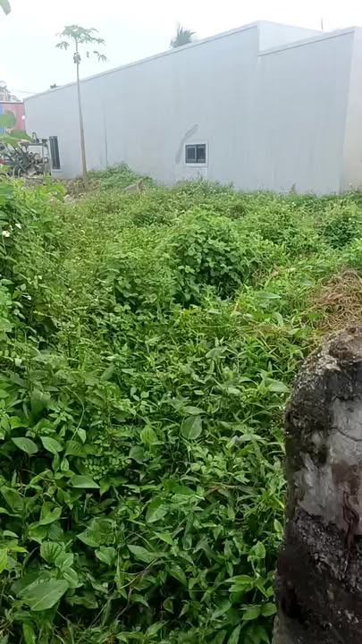 Đất nền chính chủ Quỳnh Văn 132m² - Vị trí đắc địa gần chợ và trường học!