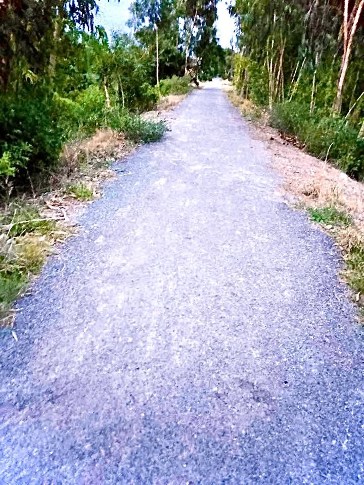 Đất Farm Đốc Binh Kiều 10.000m² giá 3.8 tỷ - Cơ hội đầu tư hấp dẫn!