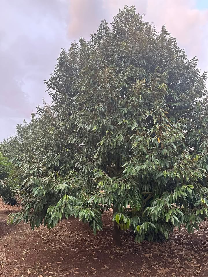 Đất nền Quảng Hiệp 21600m² giá 3.8 tỷ - Tiềm năng sinh lời cao!