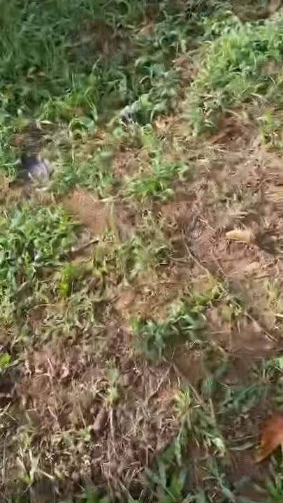 Đất Farm 60.000m² tại Ea Ral, Ea H'leo chỉ 1.48 tỷ - Bán nhanh, bao bìa cây trồng