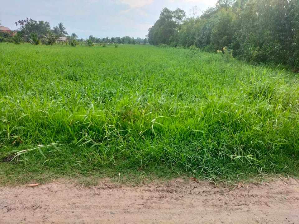 Đất thổ cư Hậu Nghĩa 230m² giá 1.45 tỷ - Đường xe hơi tới đất!