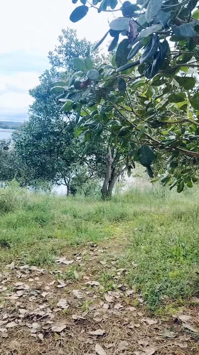 Đất nông nghiệp Bù Đăng 36.720m² giá 2.1 tỷ - Sổ đỏ chính chủ