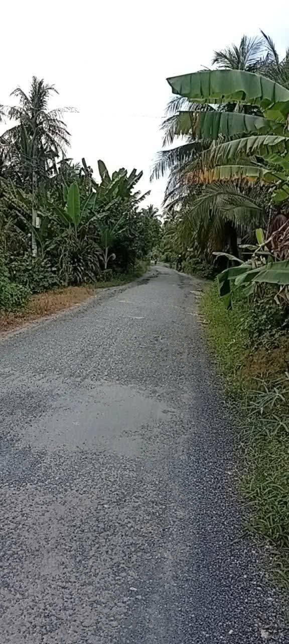 Đất vườn dừa Trung Ngãi Vũng Liêm 650m² giá 350 triệu - Đường xe ba gác tới nơi!