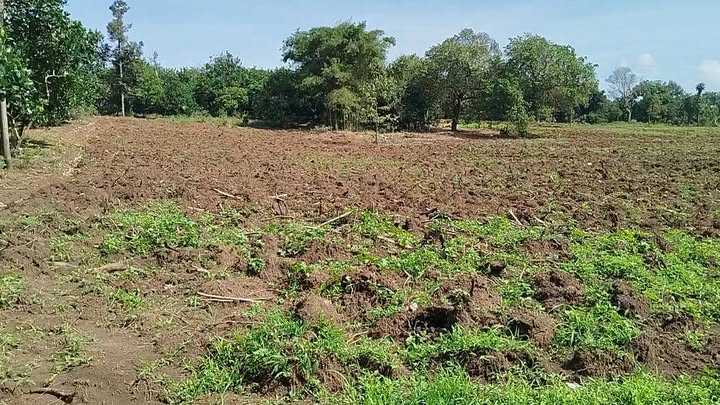 Đất nông nghiệp cho thuê tại Xuân Bảo, Cẩm Mỹ 10.000m² - Thời gian cho thuê dài hạn!