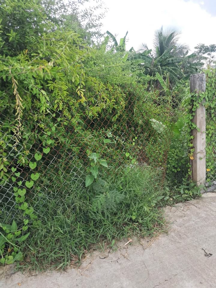 Đất nền Xóm Dinh, Tân Đông 356m² giá 380 triệu - Đường ô tô 200m!