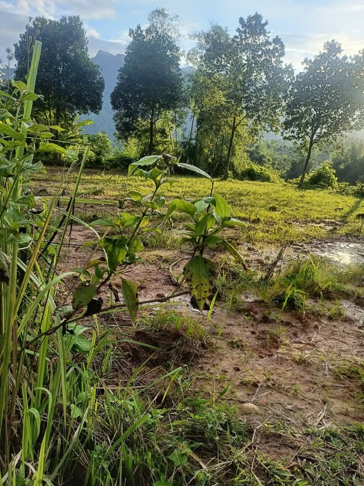 Đất nền thổ cư 130m² giá chỉ 700 triệu - Lô đất xây nhà vườn tại Bản Bay, Lào Cai