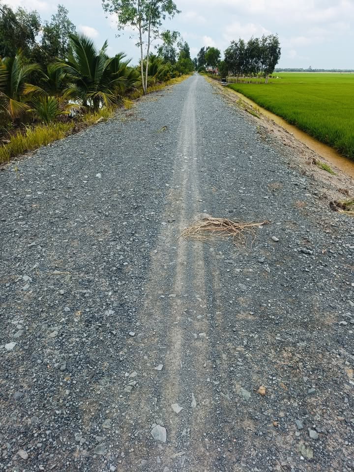 Đất nông nghiệp 10.000m² xã Long Thạnh, Thủ Thừa - Giá 1.9 tỷ, đầu tư sinh lời!