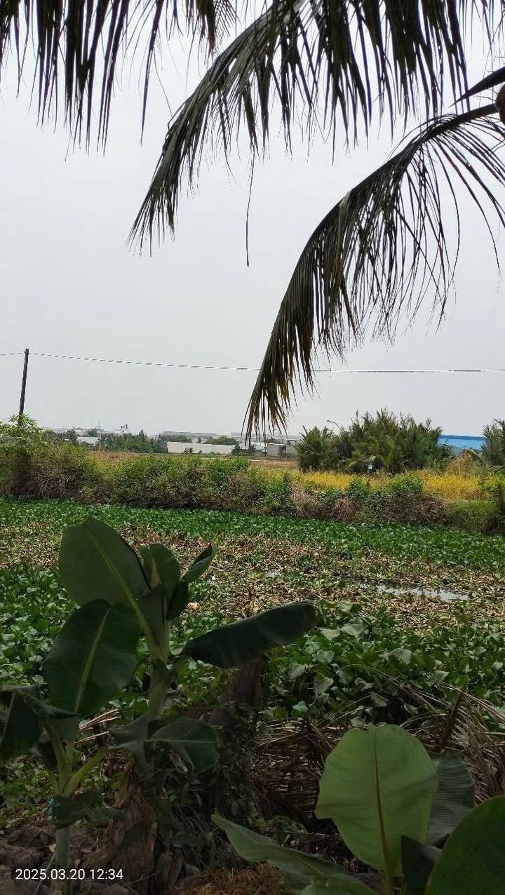 Đất mặt tiền kênh Tà Kiết, xã Thạnh Lộc, Kiên Giang 1298m² - Giá chỉ 650 triệu, thương lượng