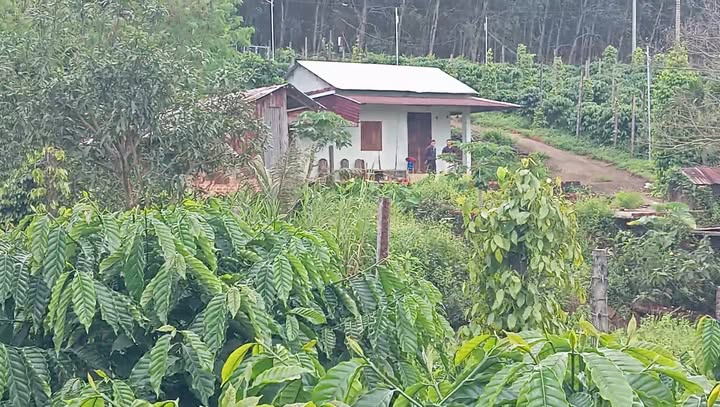 Đất nền 1,2ha tại Ia Boòng, Chư Prông, Gia Lai giá 2,65 tỷ - Tiềm năng phát triển lớn!