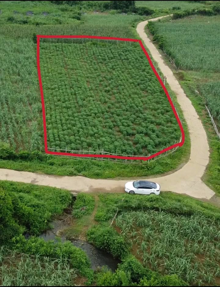 Đất lô góc 2676m² tại Lạc Lương Phú Thọ giá chỉ 386 triệu - Cơ hội đầu tư vàng!