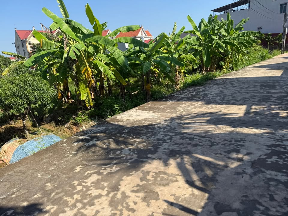 Đất nền Tân Dĩnh Lạng Giang 230m² giá 3 tỷ - Đường ô tô thông thoáng!