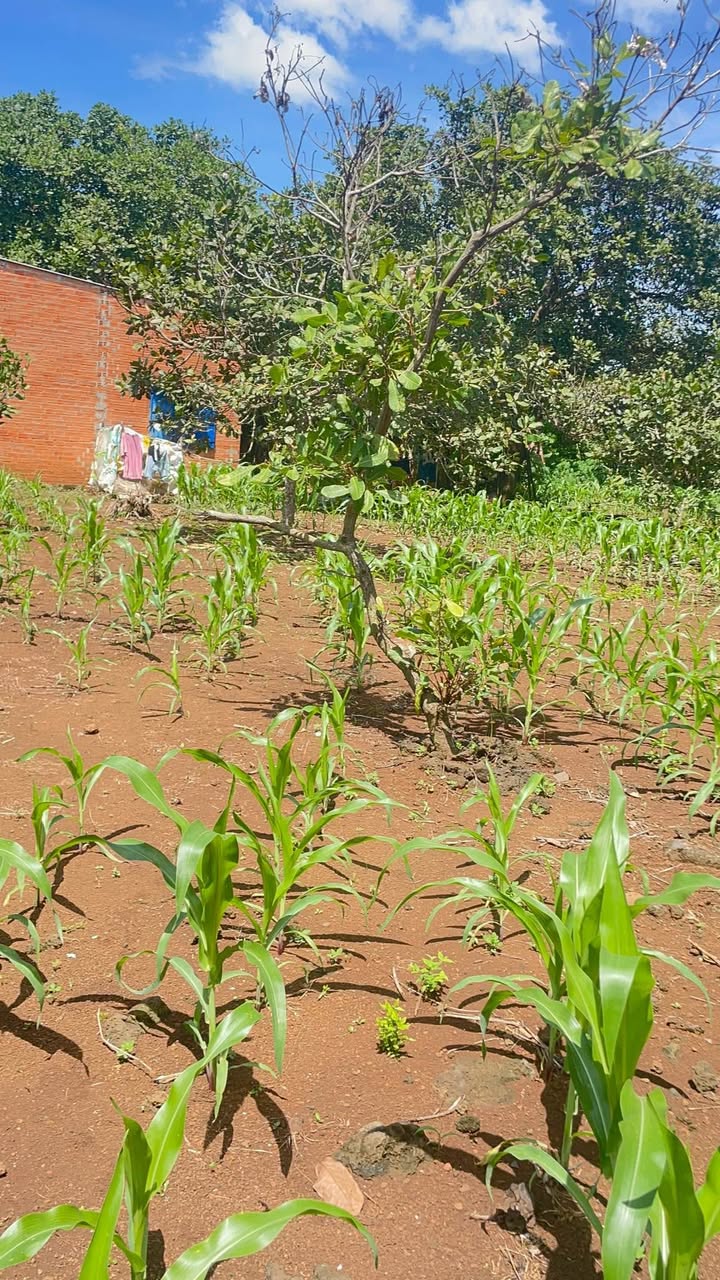 Đất nông nghiệp Định Quán 6500m² giá 2.8 tỷ - Pháp lý rõ ràng, thích hợp trồng cây ăn trái!