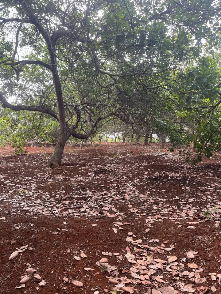 Farm Đa Kia Bù Gia Mập 3,9ha giá 3,9 tỷ - Đầu tư sinh lời tuyệt vời!