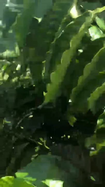 Đất thổ cư Thôn 8, xã Trường Xuân, Lâm Đồng 10.000m² - Giá chỉ 2.3 tỷ!