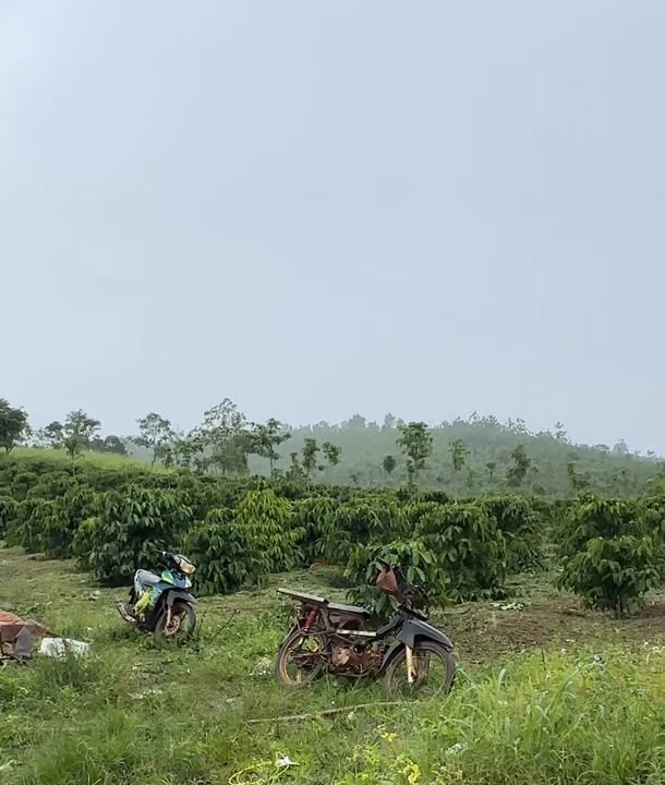 Đất nền 2ha Trường Xuân Đắk Nông giá 2.7 tỷ - Đầu tư sinh lời tuyệt vời!