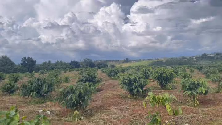 Đất nền Nâm N'Jang 22.000m² giá 2.65 tỷ - Cơ hội đầu tư sinh lời hấp dẫn!