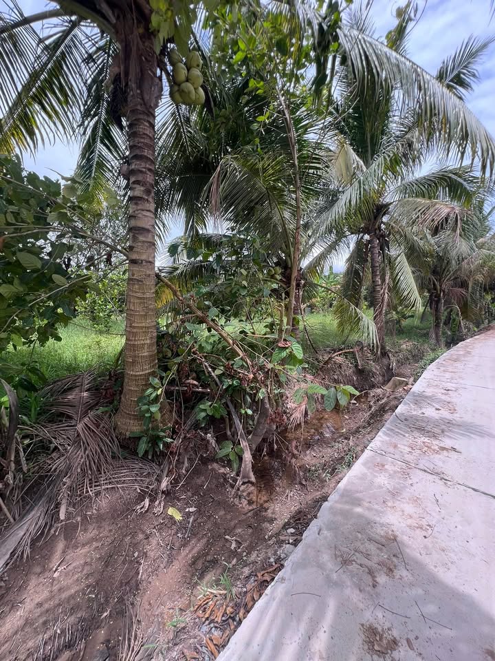 Đất vườn Tân Châu 2000m² giá 690 triệu - Sổ hồng chính chủ, thương lượng ngay!