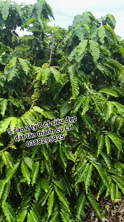 Đất nền Lâm Hà 18000m² giá 2.8 tỷ - Mặt đường bê tông, vị trí đẹp!