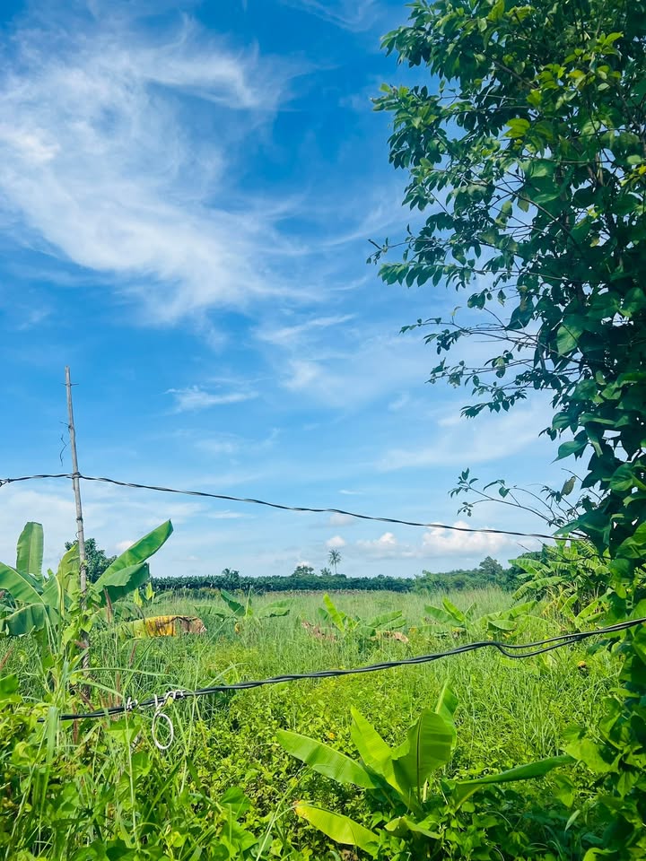 Đất vườn 4500m² tại ấp 1, xã Phú Tân, giá chỉ 850 triệu - Đầu tư sinh lời ngay!