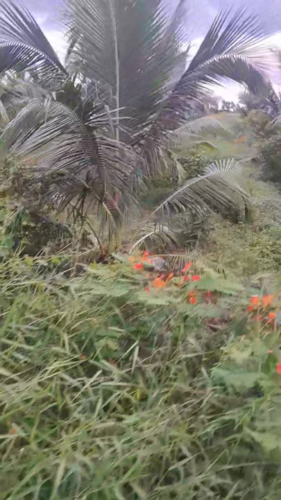 Đất mặt tiền Quốc lộ 54, Phong Phú, Cầu Kè - Diện tích 1680m², giá 2.25 tỷ - Cơ hội đầu tư tuyệt vời!