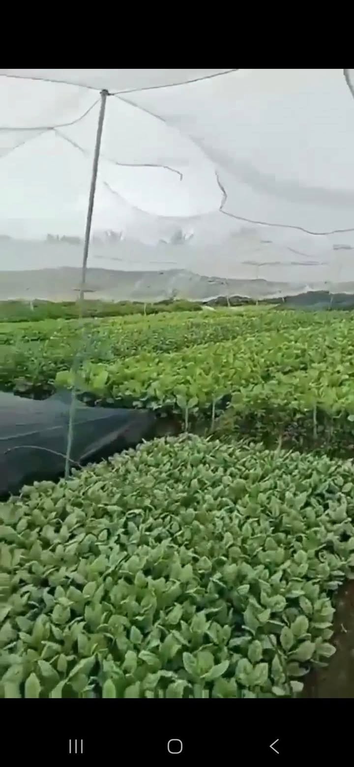 Vườn rau Thuận Giao, Thuận An 3500m² giá 110 triệu - Cơ hội đầu tư sinh lời!