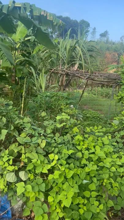 Đất phân lô 100m² tại Tam Hợp, Bình Xuyên - Giá chỉ 1.8 tỷ - Sổ đỏ chính chủ sẵn sang tên!