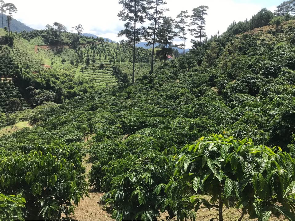 Đất nền Phi Liêng Đam Rông 20.000m² giá 2.2 tỷ - Cơ hội đầu tư hiếm có!