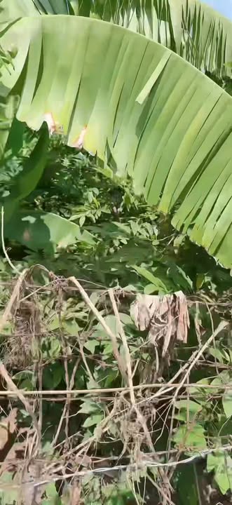 Đất trồng cây lâu năm An Sinh Đông Triều 2880m² giá 900 triệu - Cơ hội đầu tư tuyệt vời!