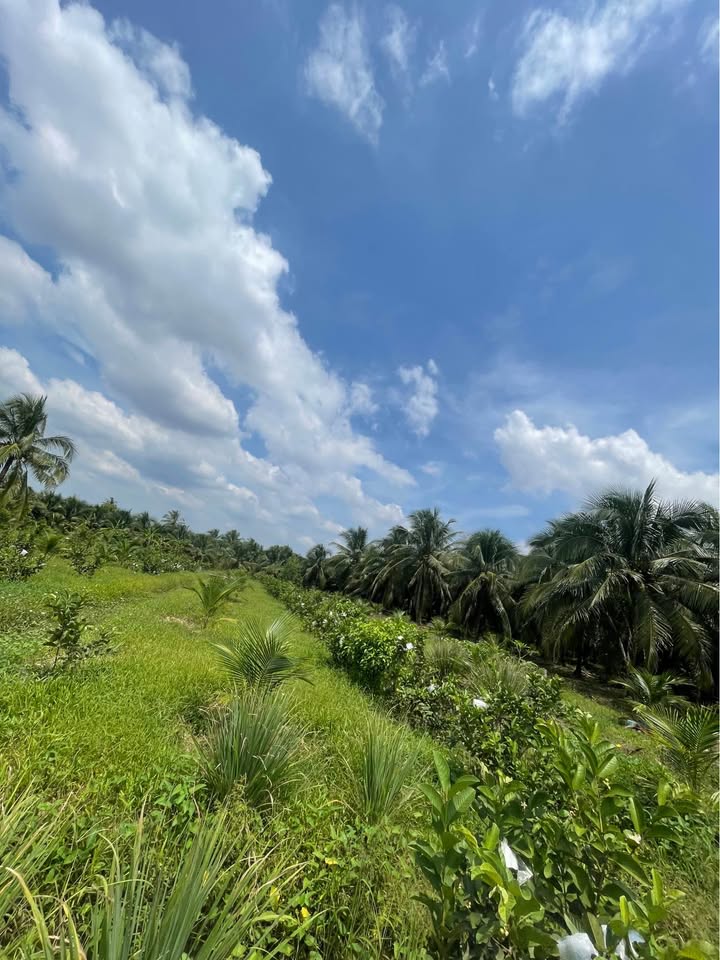 Đất vườn Long Hoà, Bình Đại 1,100m² chỉ 520 triệu - Cơ hội đầu tư tuyệt vời!