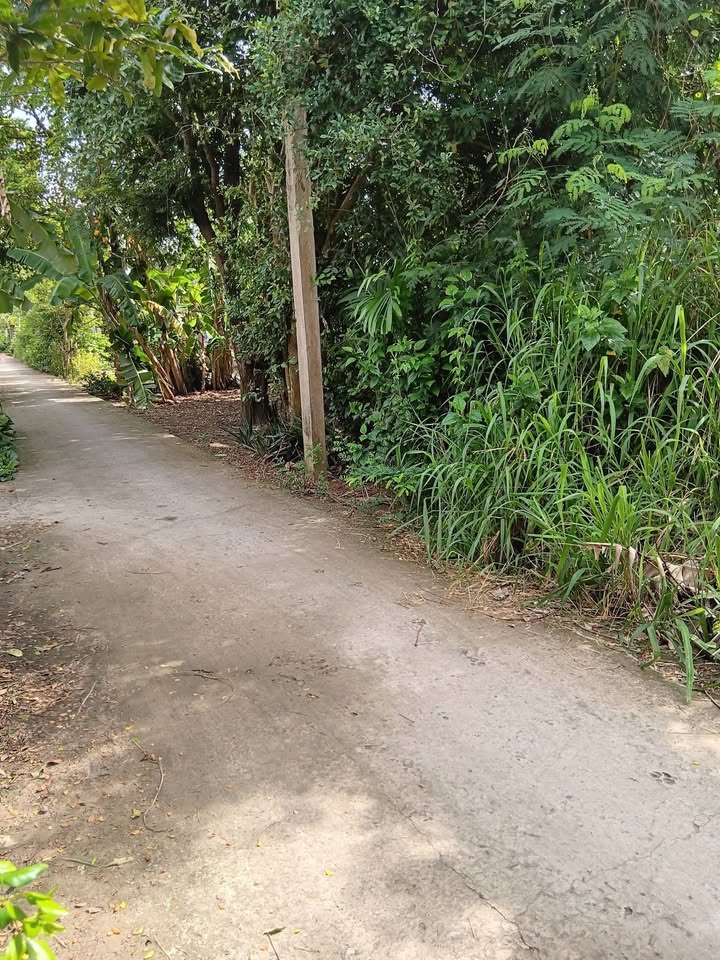 Đất nền ấp 7 An Phú Trung, Ba Tri, Bến Tre 384m² giá 470 triệu - Cơ hội đầu tư tốt!