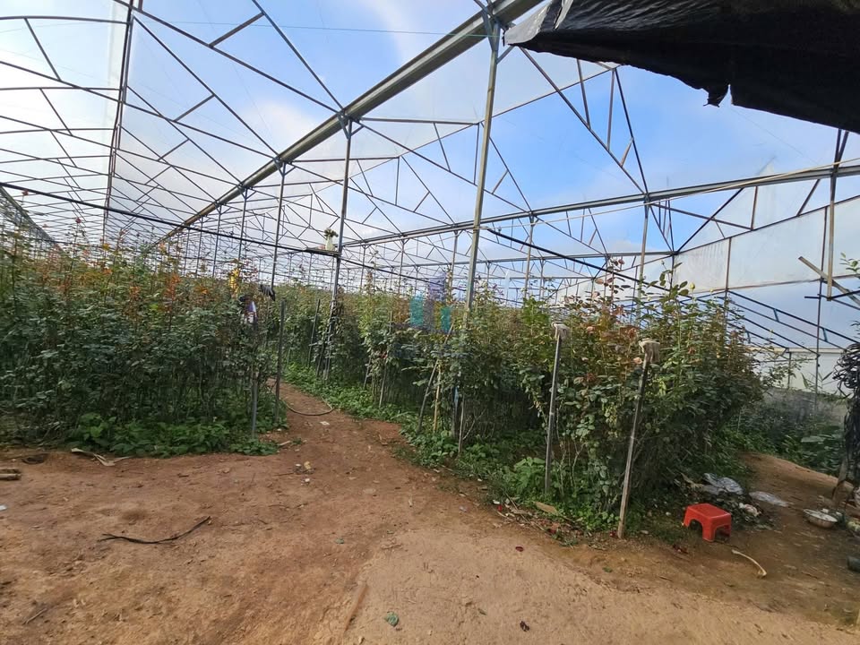 Đất nền Lạc Dương 1507.6 m² giá 4.5 tỷ - Đầu tư sinh lời lý tưởng!