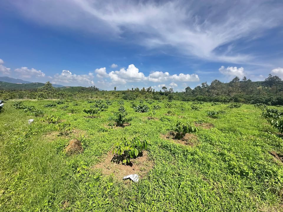 Đất đẹp Lộc Châu Bảo Lộc 1100m² giá 690 triệu - Đầu tư sinh lời ngay!