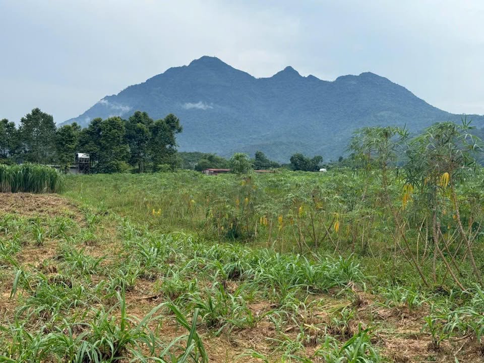 Đất Farm Vân Hòa Ba Vì 4.118m² giá 12.354 tỷ - Cơ hội đầu tư sinh lời!