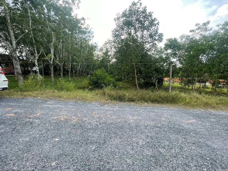 Đất nền Long Chữ, Bến Cầu 2400m² chỉ 1.3 tỷ - Đầu tư sinh lời ngay!