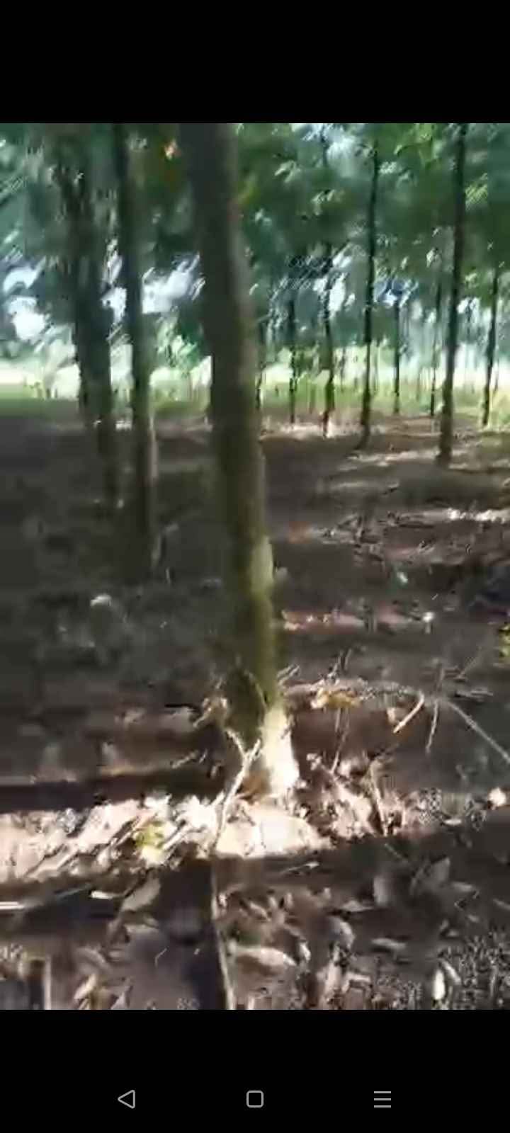 Đất nông nghiệp 4xào tại Lộc Thái, Lộc Ninh, Bình Phước - Giá chỉ 1 tỷ!