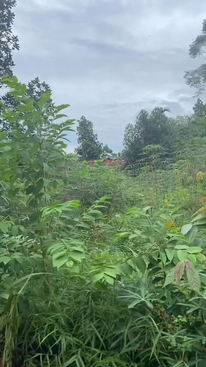 Đất nền Đoài Phương 1519m² giá 15.19 tỷ - Đường ô tô thông thoáng, vị trí hấp dẫn!