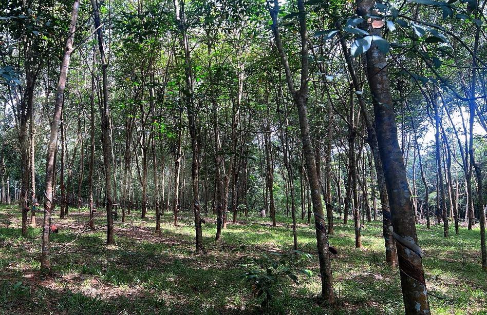 Đất Farm An Khương Bình Long 720m² giá chỉ 500 triệu - Cơ hội đầu tư hấp dẫn!