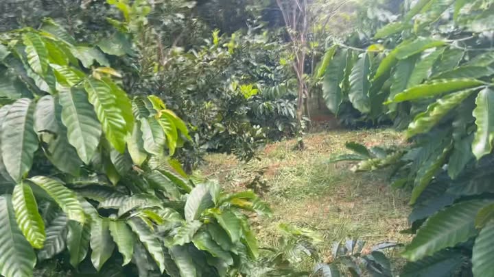 Đất nền 1ha tại Trường Xuân, Buôn Hồ - Giá 1.4 tỷ thương lượng!