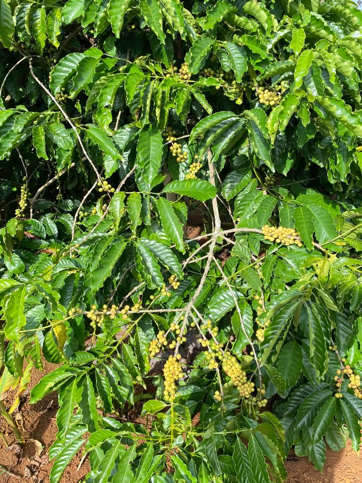 Đất nền Cư Huê, Ea Kar 400m² giá 1 tỷ - Mặt tiền dài, cơ hội đầu tư tuyệt vời!