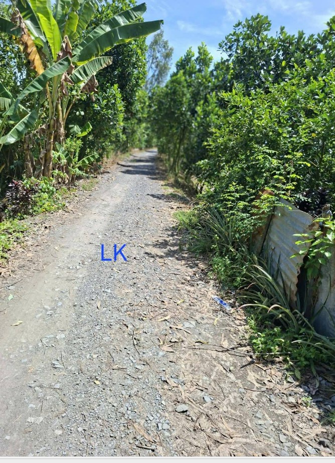 Đất lúa 9.000m² tại xã Ba Sao, Đồng Tháp - Giá chỉ 230 triệu