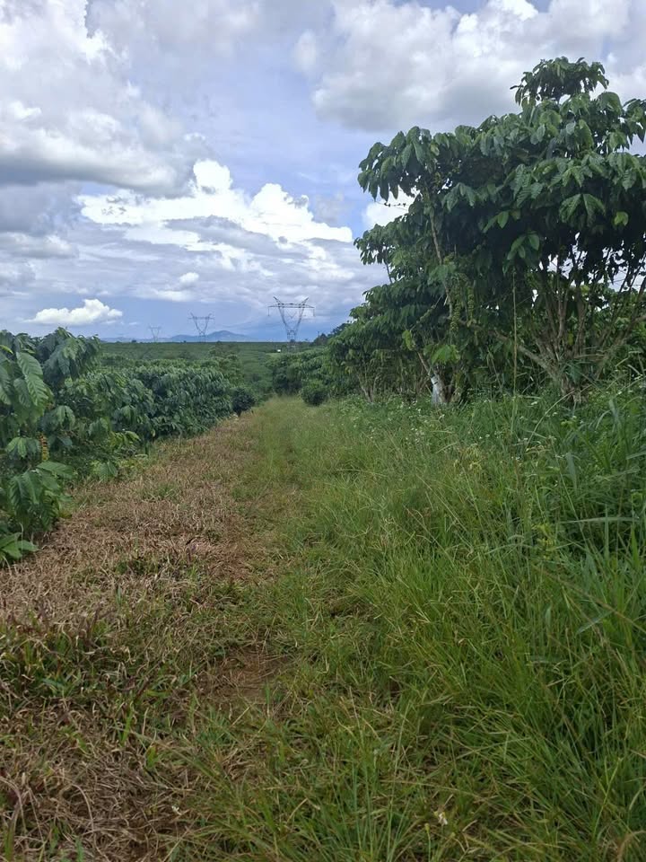 Đất nền 5 sào 1944m² tại Nguyễn Thái Bình, Bảo Lộc giá chỉ 3.3 tỷ - Cơ hội đầu tư tuyệt vời!