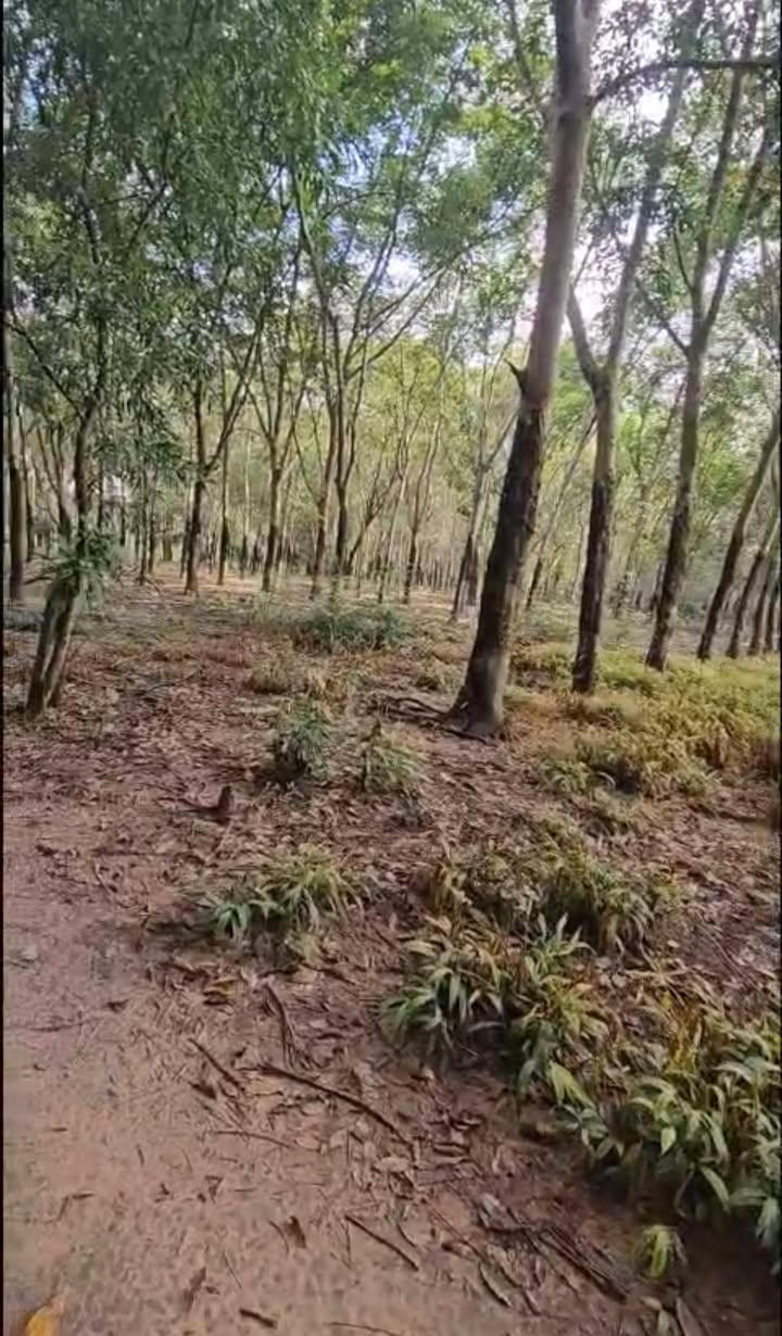 Đất sào Tân Lập, Bắc Tân Uyên 8.033m² giá 7 tỷ - Đầu tư sinh lời với cao su đang cạo!