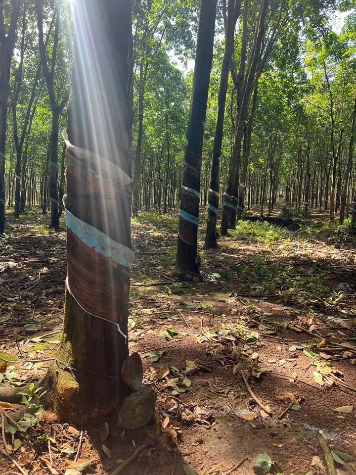 Đất cao su Tân Hưng Đồng Phú 1ha giá 2.25 tỷ - Tiềm năng đầu tư lớn!