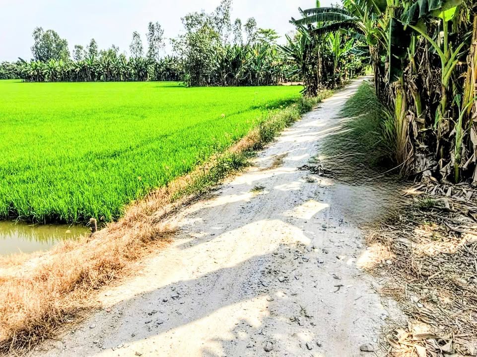 Đất ruộng bờ kênh 10.235m² Vĩnh Khánh, Thoại Sơn giá chỉ 2.559 tỷ - Đầu tư sinh lời!